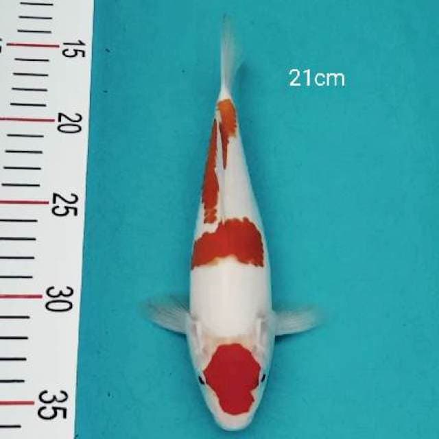 Maruthen Kohaku 21cm