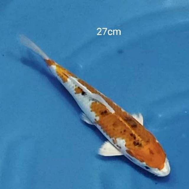 Kujaku 27cm