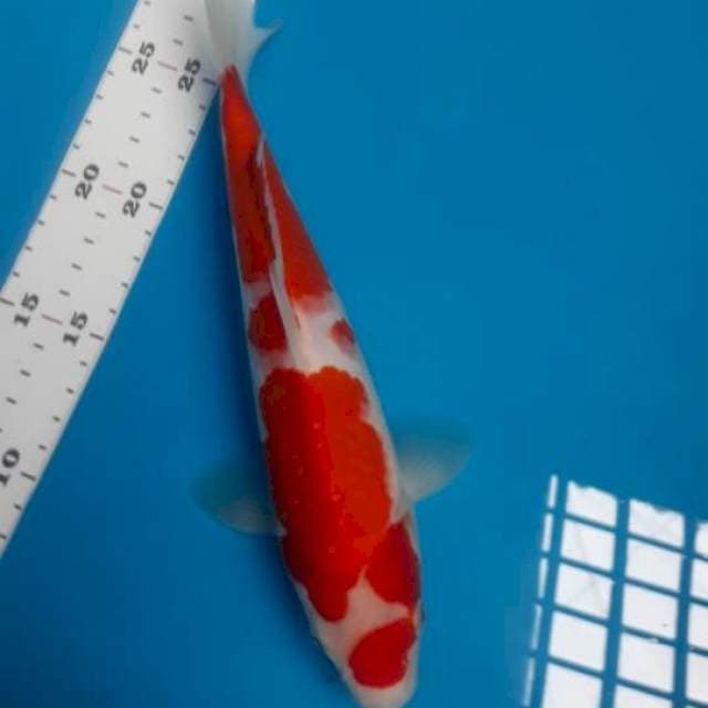 Kohaku 26 cm