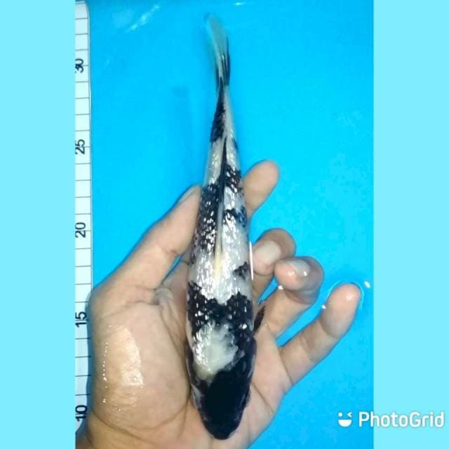 20cm