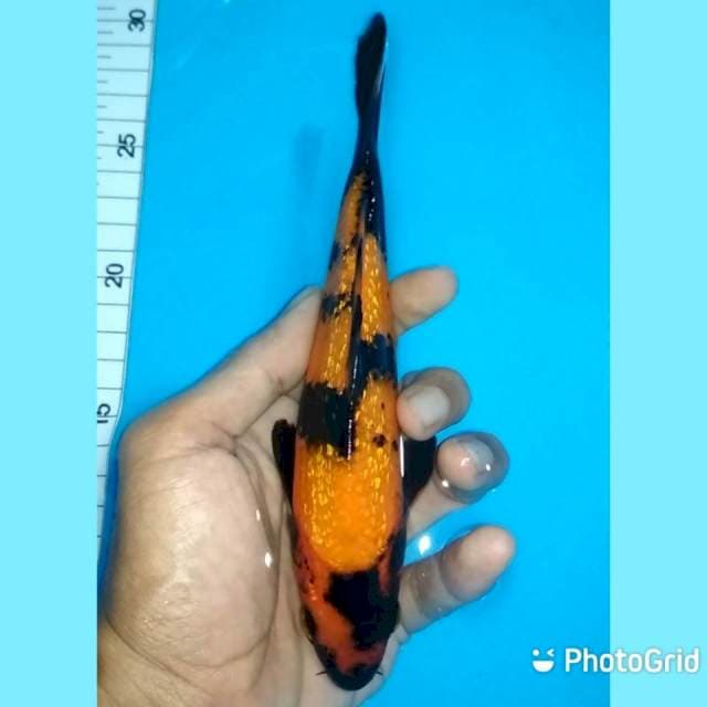 19cm