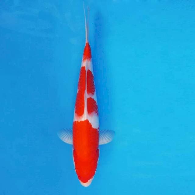 HANA 9 - Kohaku ®