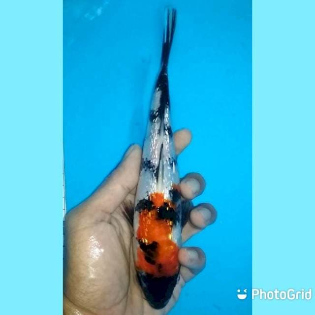 21cm