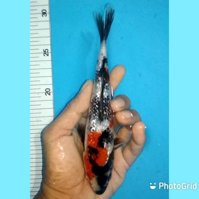 19cm