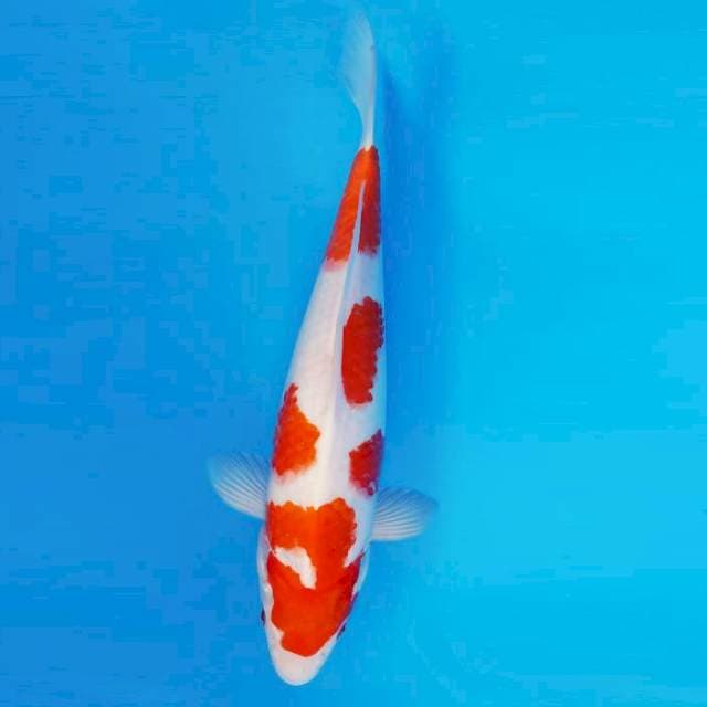HANA 11 - Kohaku ®
