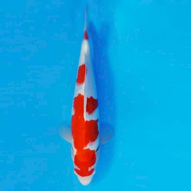 HANA 15 - Kohaku ®