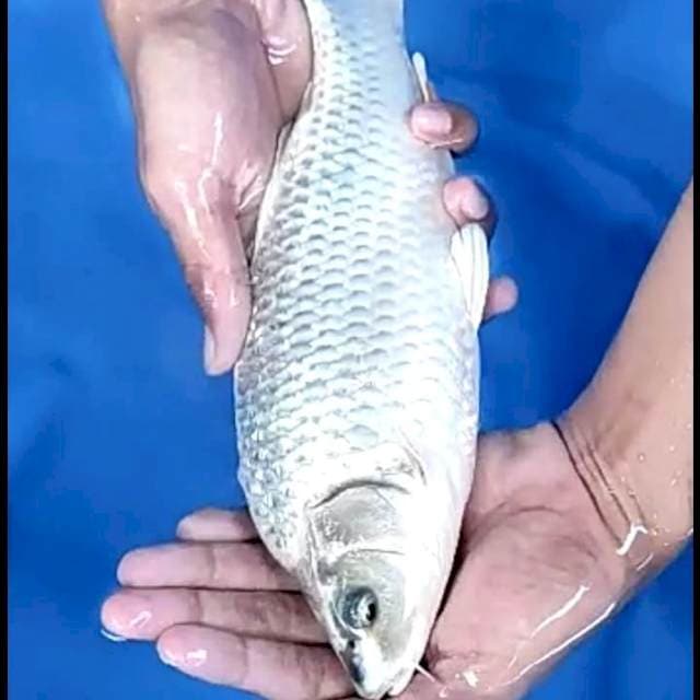 MUKASHI GINRIN PUNUK # 29CM