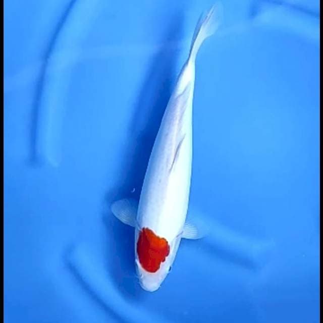 TANCHO ORIGINAL # 34CM