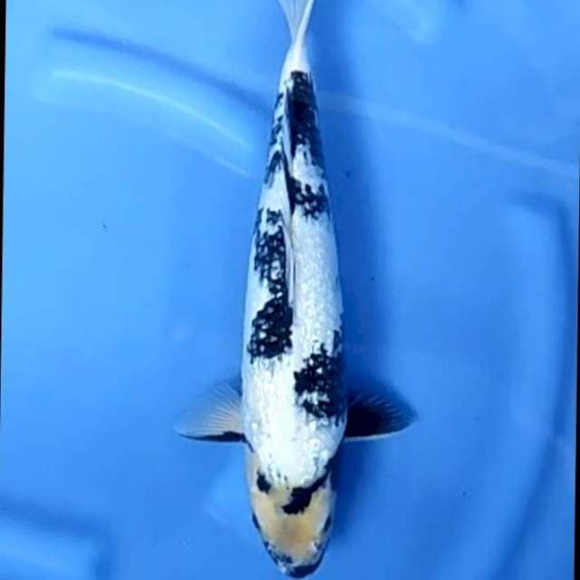 SHIGIN # 37CM