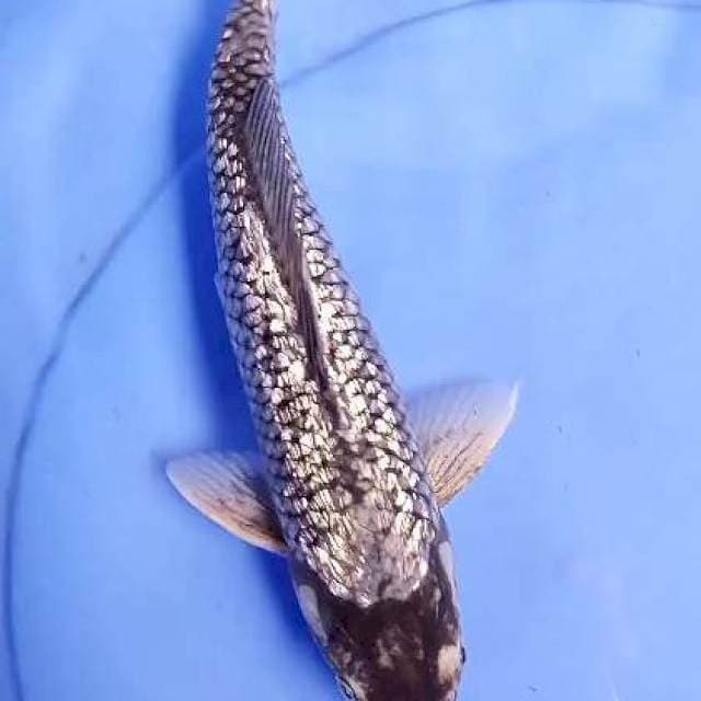 Antik ginrin istimewa 30 cm