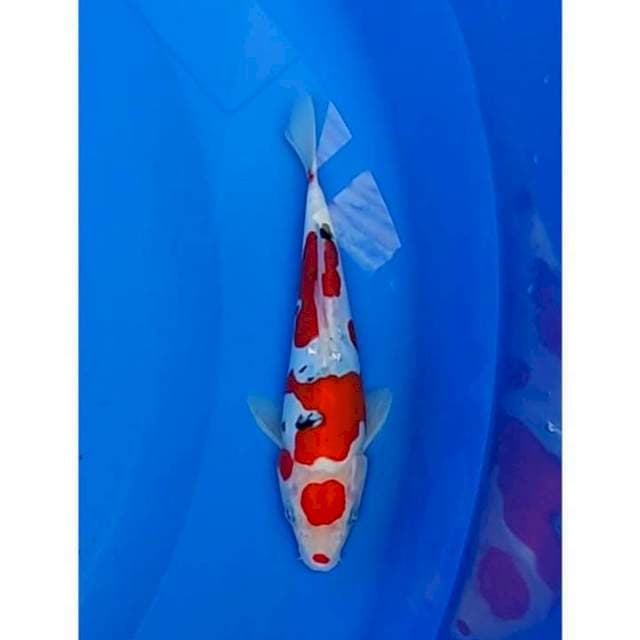 HQ Maruten Doitsu Sanke Original Patern 21cm (M)