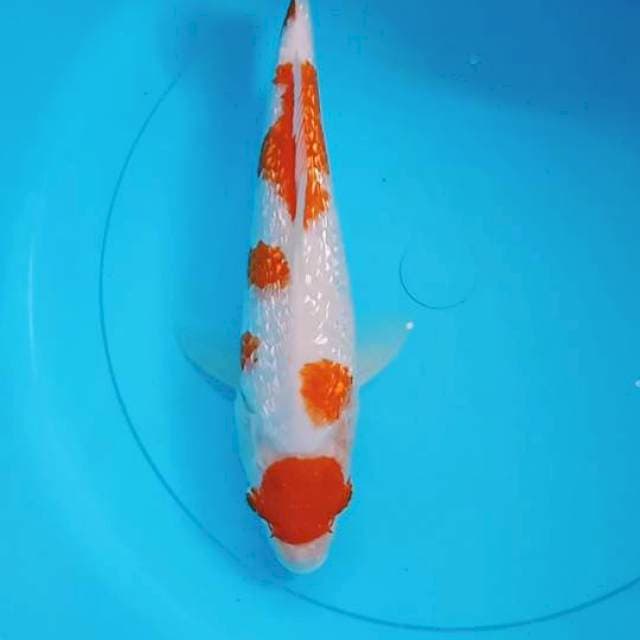 Gindrin Kohaku Maruten