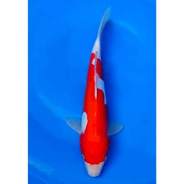 Strong Doitsu Kohaku 27cm (F)