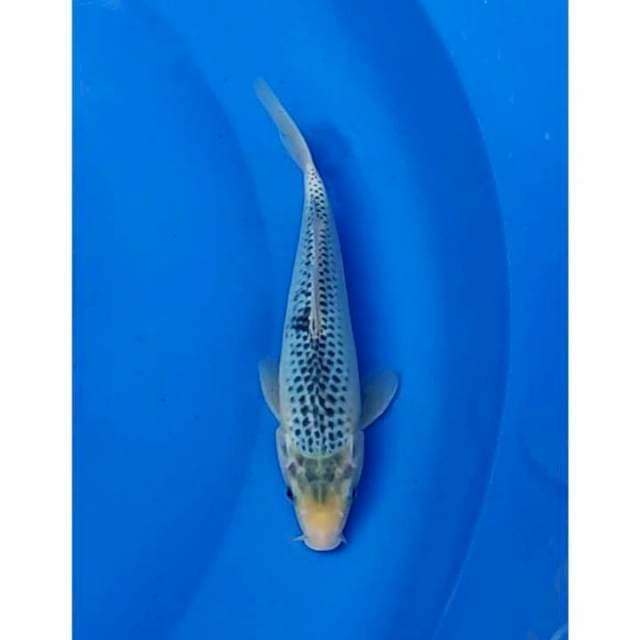 Tosai Asagi Calon Jumbo 25cm (M)