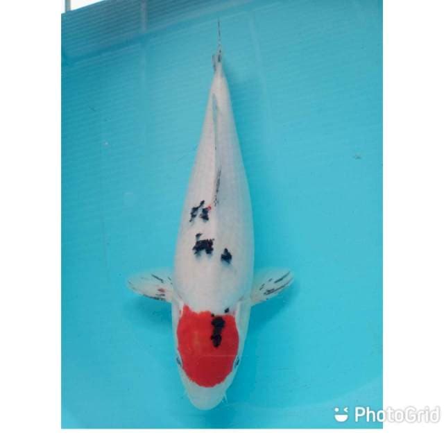 Tanco sangke 40cm