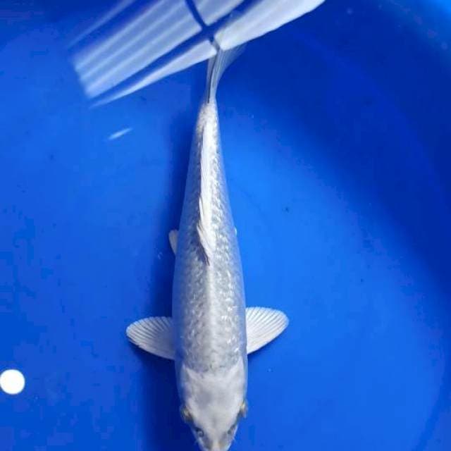 MUKASHI GINRIN 30 CM