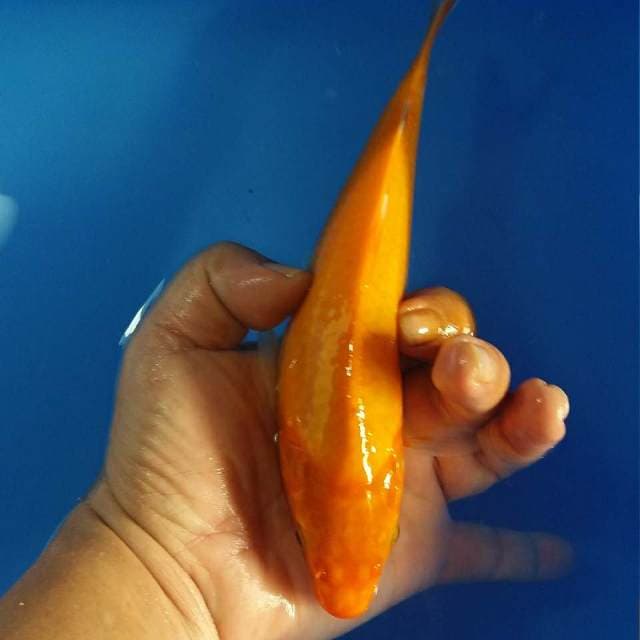Benigoi 23cm
