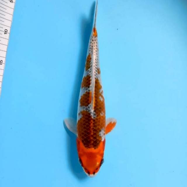 goshiki 29 cm