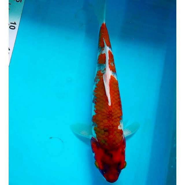 Aigoromo/30cm