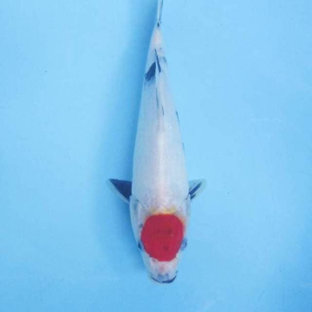 Tancho Showa 26 cm