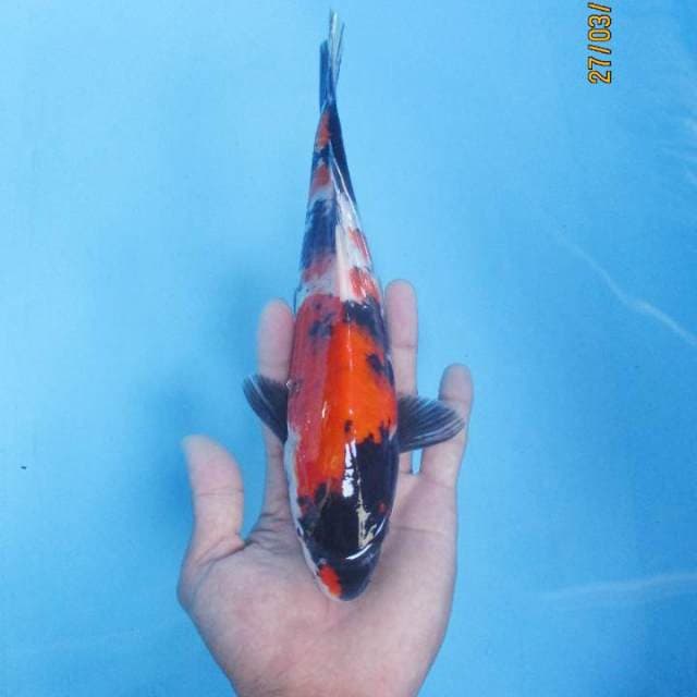 Showa 27 cm