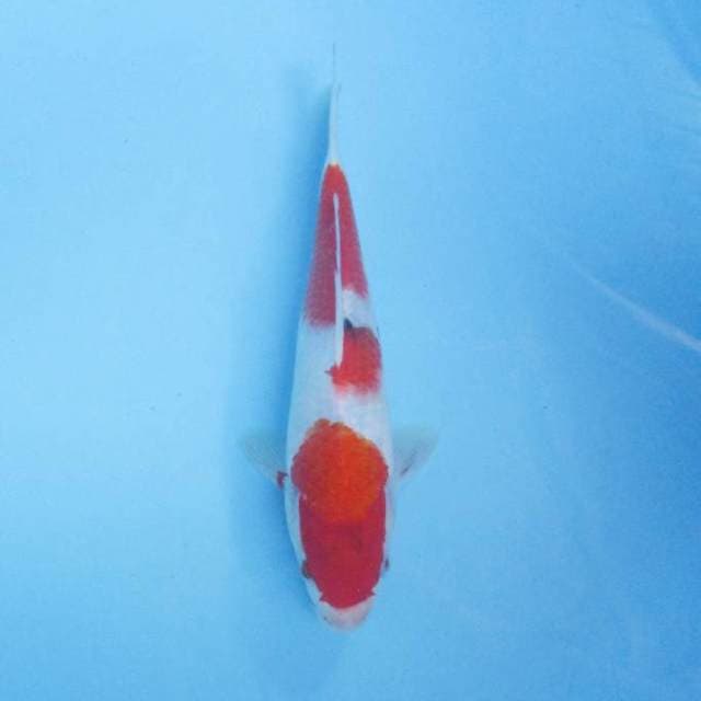 Sanke 26 cm