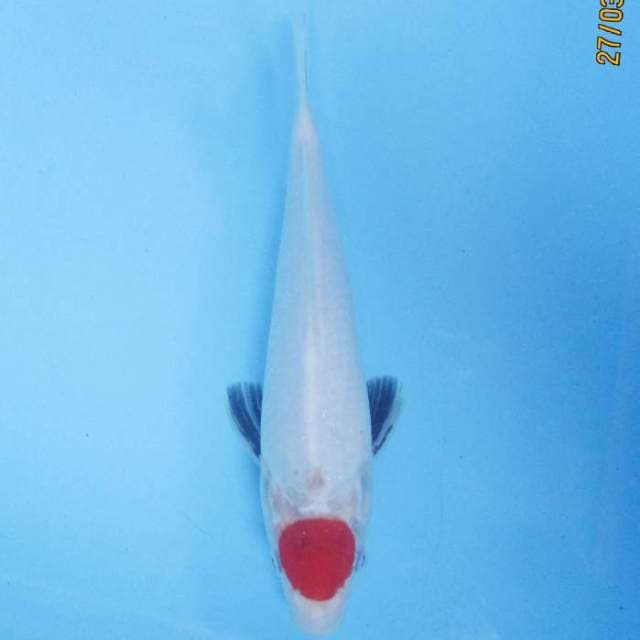 Tancho Showa 25 cm