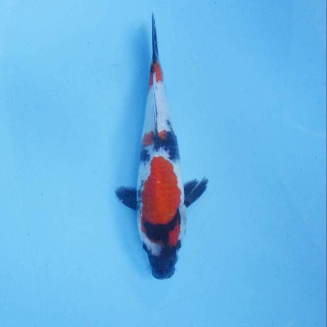 Showa 23 cm