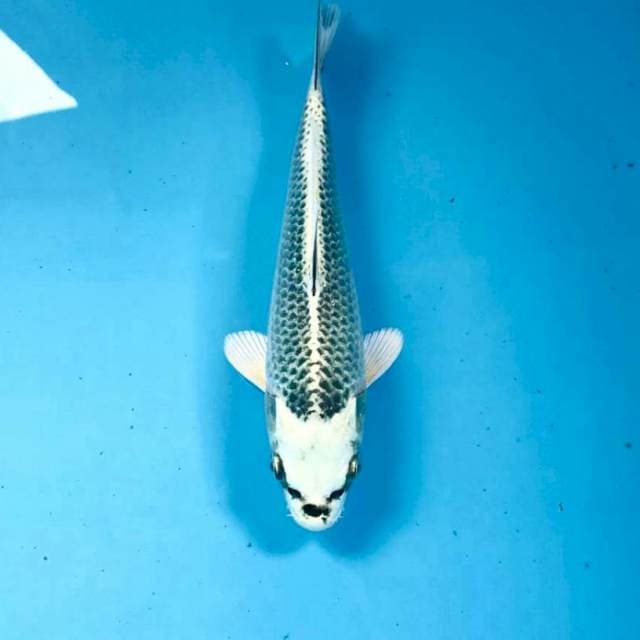 Gin Matsuba, 20 cm