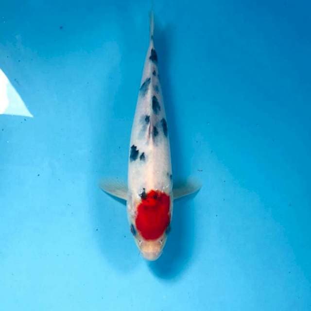 Tancho Sanke, 23 cm