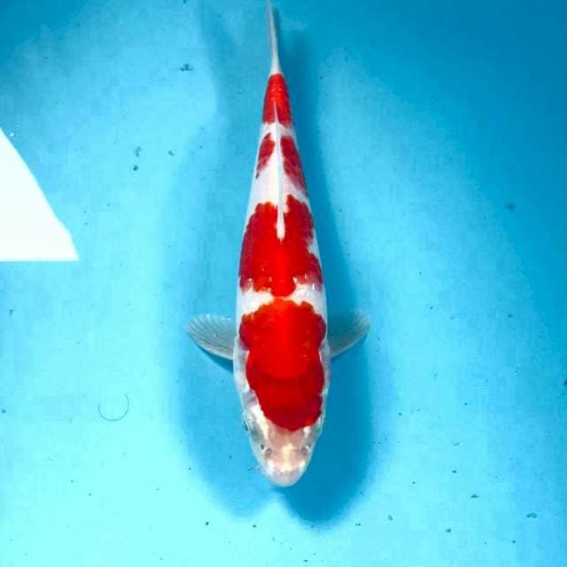 Kohaku, 23 cm