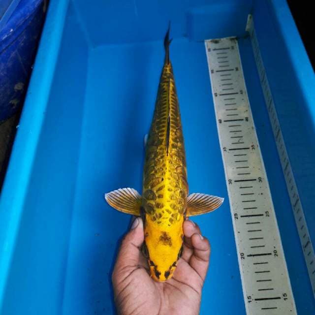 Mukasi arraggoke ginrin
