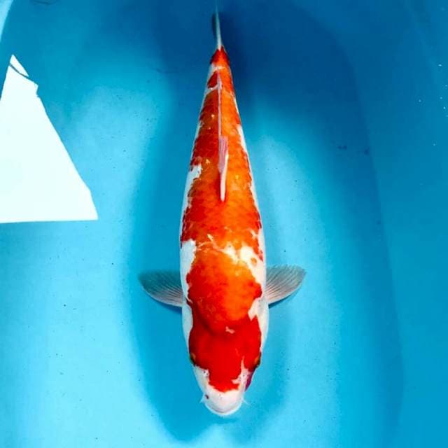 Kohaku, body punuk 47 cm
