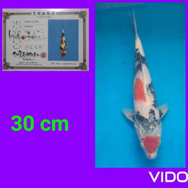 Showa hott 30 cm ๐ฅ๐ฅ๐ฅ