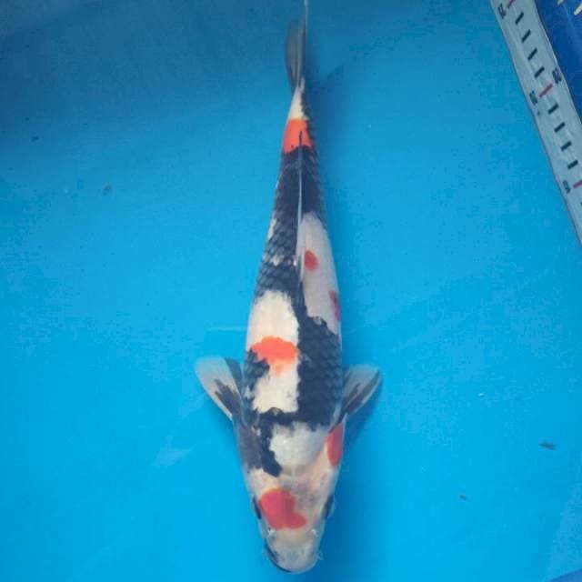 kindai Showa size 30 cm ๐ฅ๐ฅ๐ฅ
