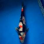 kindai Showa size 30 cm 🔥🔥🔥