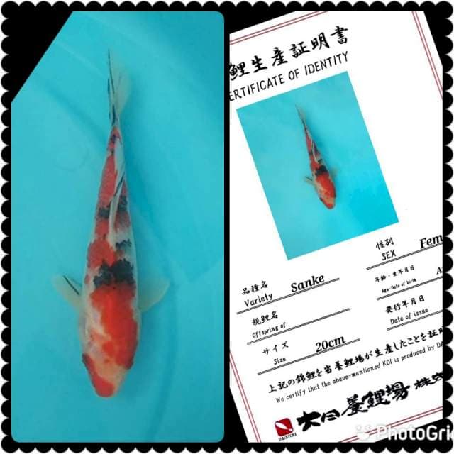 Dainichi Sanke