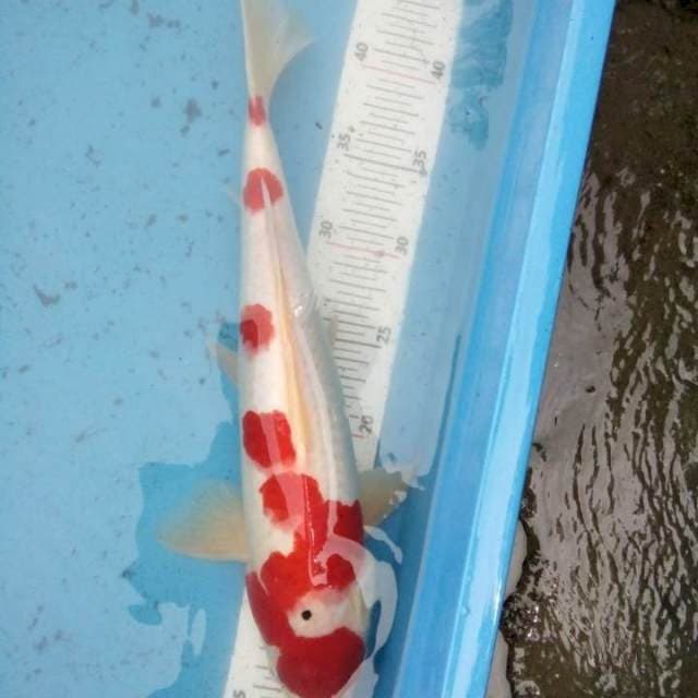 Kohaku