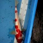 Kohaku