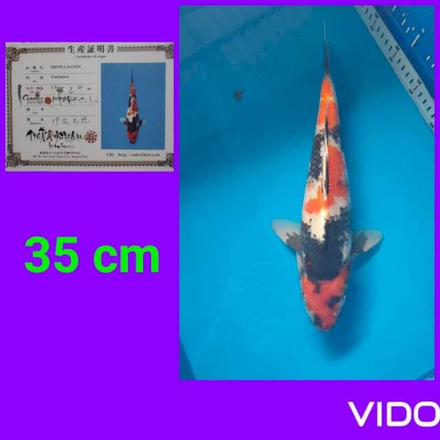 Showa hott 35 cm 🔥🔥🔥