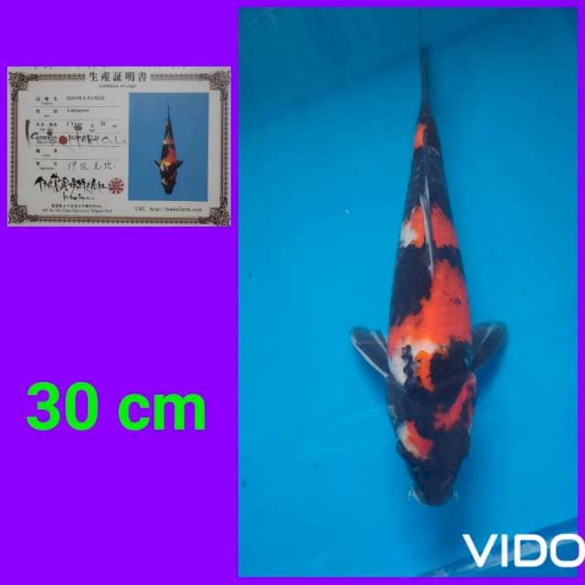 Showa pola petir hott 30 cm ๐ฅ๐ฅ๐ฅ