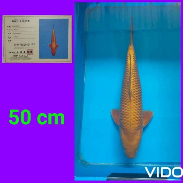 Chagoi istimewa size 50 cm ๐ฅ๐ฅ๐ฅ