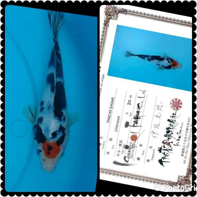 Isa Tancho Showa