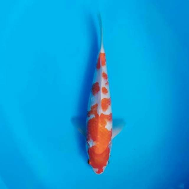 male 27 cm 
