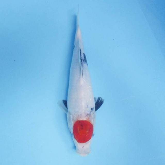 Tancho Showa 26 cm