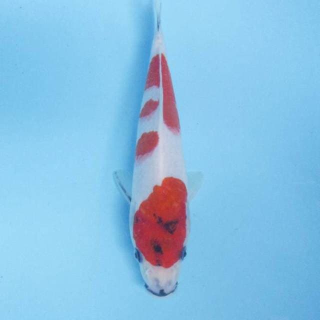 Sanke 23 cm