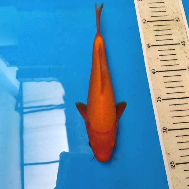 Benigoi bulky ( merah tembus perut bawah )