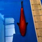 Benigoi bulky ( merah tembus perut bawah )