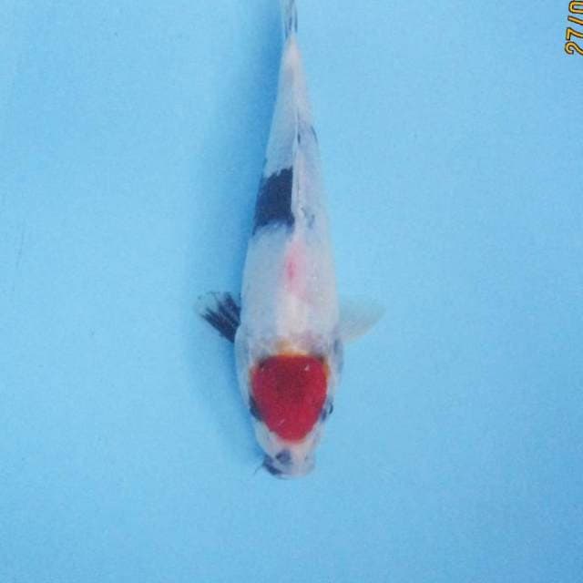 Tancho Showa 22 cm