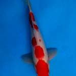Kohaku strong 30 cm